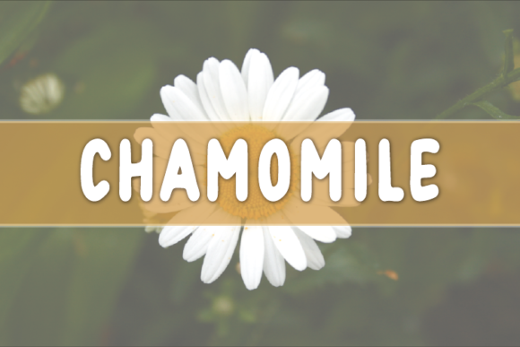 Chamomile Font: A Unique Display Typeface for Creative Projects